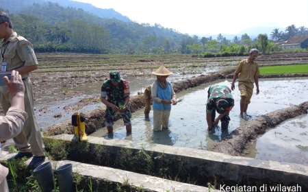 Dampingi Petani, Babinsa Bantu Tanam Padi  Di Wilaya Binaan 