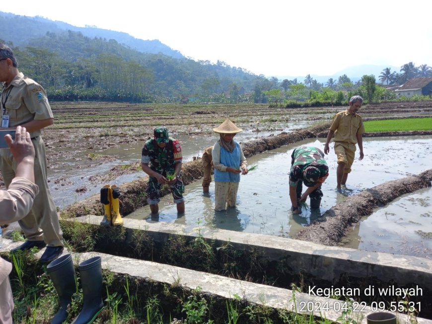 Dampingi Petani, Babinsa Bantu Tanam Padi  Di Wilaya Binaan 