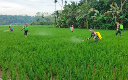 Antisipasi Hama, Anggota Koramil 11/Punggelan bersama petani lakukan penyemprotan padi. 