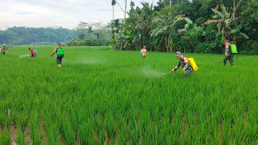 Antisipasi Hama, Anggota Koramil 11/Punggelan bersama petani lakukan penyemprotan padi. 