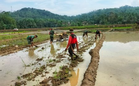 Percepat Masa Tanam, Koramil 11/Punggelan Bantu Petani membajak Sawah 