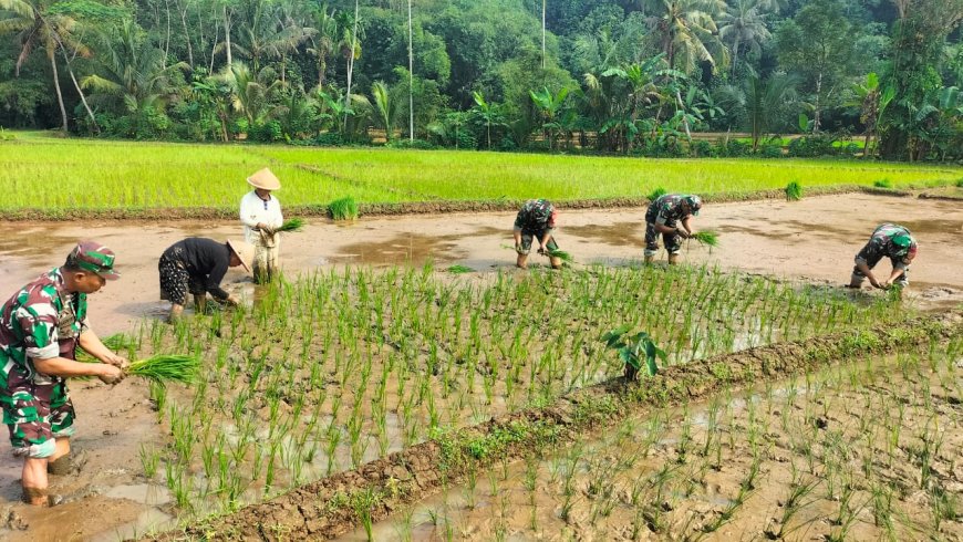 WUJUDKAN TNI MANUNGGAL, DANRAMIL DAN ANGGOTA BANTU PETANI TANAM PADI 