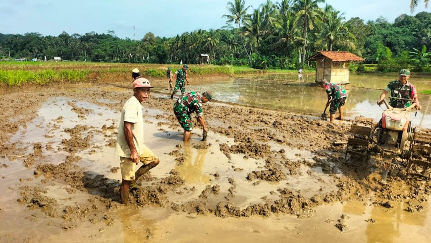 Percepat Masa Tanam, Anggota Koramil 11/Punggelan Dampingi Petani Membajak Sawah 