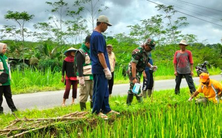 Babinsa dan BPP Punggelan Bersinergi  Laksanakan Gerakan Pengendalian Hama Tikus 